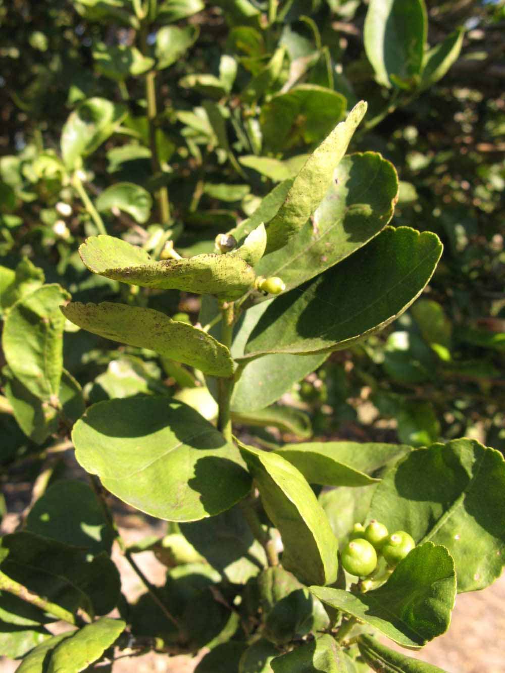            Sun leaves (Thornless Key lime, Winter Haven, FL)   